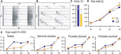 Growing Up Under Constant Light: A Challenge to the Endocrine Function of the Leydig Cells